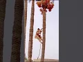 Marvelous Skill to Harvest Date Palm #satisfying @RomFarm