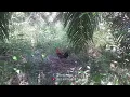 Download Lagu MIKAT AYAM HUTAN || reaksi pikat muda saat pertama kali melihat musuh