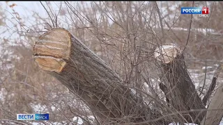 Незаконная вырубка в водоохранной зоне Иртыша шокировала жителей Советского округа