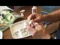 Rick Crosslin Science - Frog Life Cycle