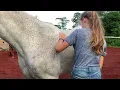 Horse grooming curry comb