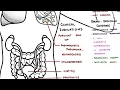 Bactrim Trimethoprim Sulfamethoxazole Explained Uses Side Effects Mechanism of Action