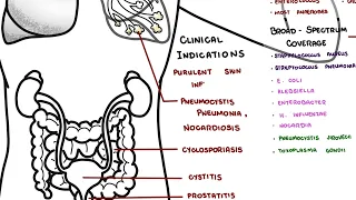 Bactrim Trimethoprim Sulfamethoxazole Explained Uses Side Effects Mechanism of Action
