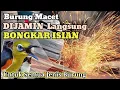 TERAPI BURUNG MACET , , SUARA BERISIK GERINDA POTONG KERAMIK ✔ceramic cutting machine sound