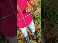 Lagu Tying up Tomato plants!!ππ» Tomato farming! π
Day 30 #farminglife #tomato #tying #idea #short