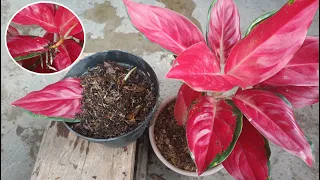 Download Simple Way to Propagate Aglaonema From Single Leaf Part 2 MP3