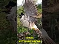 Lagu SUARA BURUNG KUTILANG GACOR