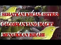 Download Lagu Ciak ciak gebokan bikin kecial lain sehat dan gacor