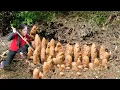 Download Lagu Harvesting Wild Tuber Under The Rock To Sell At The Market  - Live with Nature | Hanna Daily Life
