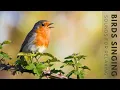 Lagu Birds Singing - 4 Hour Bird Sounds Relaxation, Soothing Nature Sounds, Birds Chirping