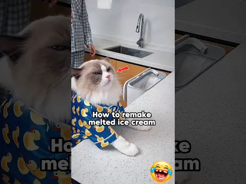 Munni Remakes A Perfect Icecream With Owner #cat #youtubeshorts #shortsvideo