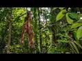 Download Lagu De ongelooflijke kracht van bossen: het Borneo-woud