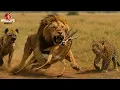 Download Lagu SAVANA ÁFRICA : Batalha dos Predadores - Vença ou Morra #animaisselvagens I Wildlife Moment