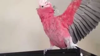 Worlds Most Excited Bird Goes WEEEEEH 