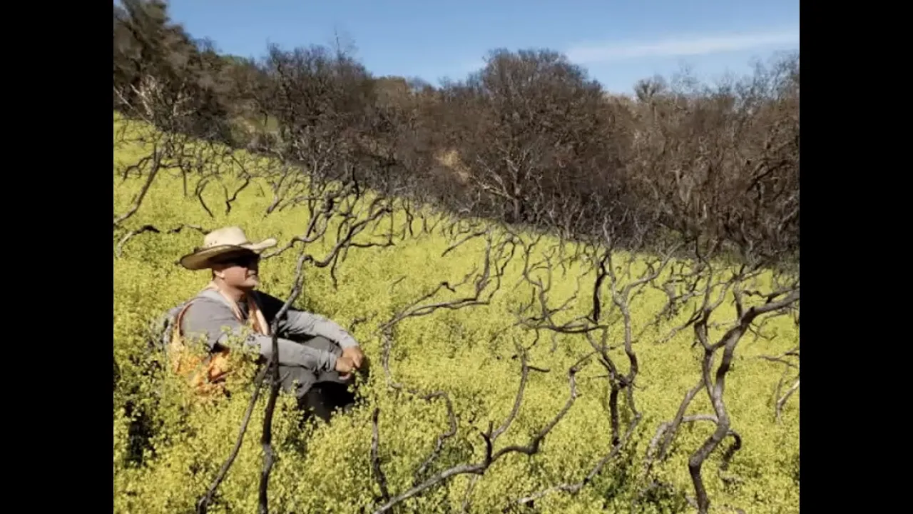 Bay Nature Talks: Chaparral Ecology and the Fire Following Plants Around Us