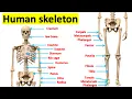 The skeletal system Bones of the human body