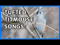 Tufted Titmouse Songs