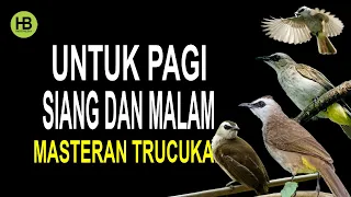 Download MOST POWERFUL! Masteran Trucukan For Morning Afternoon and Evening MP3
