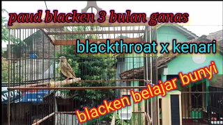 Download blackthroat x kenari(blacken) 3bulan ngeriwik ganas MP3