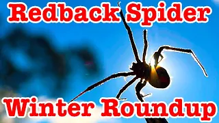 Redback Spider Winter Roundup Brush Turkeys Foxes Missing Dog Mystery 😢