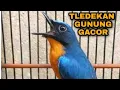 Download Lagu Masteran sulingan gunung/tledekan. dijamin gacor dor. suara jernih banget
