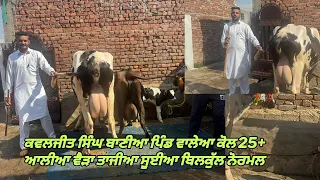 26 October 2026 ਫੋਨ 62848-21618 =4-5 ਵੈੜਾ ਸੱਜਰ ਸੂਈਆ ਵਿਕਾਊ ਬਾਹਲੀਆ ਖੂਬਸੂਰਤ ਦੀਆ 25+ ਆਲੀਆ