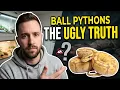 DO NOT Get A Pet Ball Python Until You Watch This