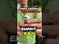 Download Lagu Sarangnya Burung EMPRIT KAJI di PABRIK GARMENT‼️ 😁#bolang #petualangan #survival #burung
