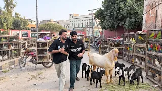 Sabtain Pet Market Main Tng Krne Lga😡 Had Hogai Aj😰
