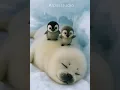 Download Lagu Cheeky Penguins Wake Up a Gentle Seal!#penguin #cute #cuteanimals #ai #trending #babyanimals #fluffy