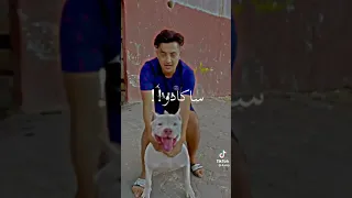 نلبس لاريني 