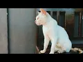 Lagu Kucing cinematic