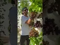 Download Lagu Harvesting aeroponic cabbage \u0026 lettuce from the Tower Garden