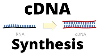 Download cDNA Synthesis Protocol by Reverse Transcription MP3