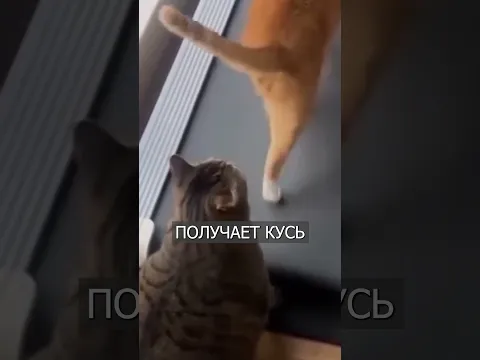 Кот Делает КУСЬ на Беговой Дорожке