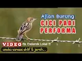 Download Lagu Cici Padi Istimewah || Full Isian