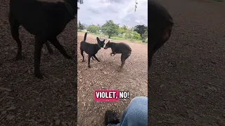 The DOG PARK !?! .. #fypシ #dream #pets #doberman