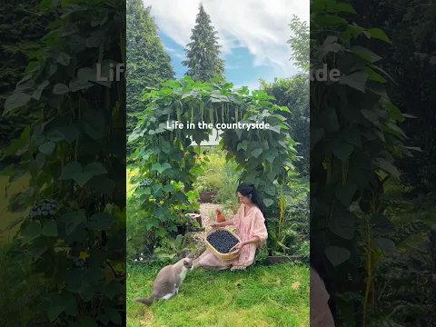 Harvesting & Cooking with blueberries 🫐🍓🥦