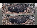FOBBVCAM Eagles Sandy Luna Get Their Own Fish from Dad Preen Each Other and Nap 2026 Jul 13