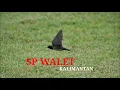 Download Lagu SUARA BURUNG WALET PAJERO | SUARA WALET TV