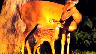 اغنية غزالة لميشلين بندلي دندنها