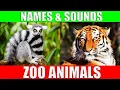 Download Lagu ZOO ANIMALS Names and Sounds to Learn for Kids, Preschoolers and Kindergarten