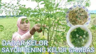 Download #119 SAYUR BENING DAUN KELOR  \u0026 DADAR TELUR DAUN KELOR II KAMPUNG HALAMAN II HIDUP DIDESA MP3