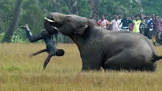Most Terrifying Elephant Charges!!!