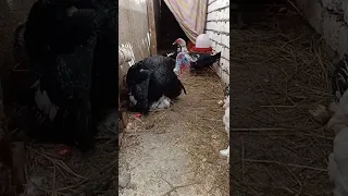 الديك الرومي كركر طلع غشيم وبيكسر البراهما 