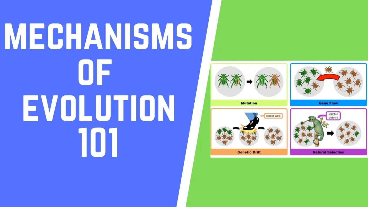 Mechanisms of Evolution 101