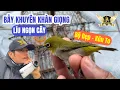 Download Lagu Bẫy Chim Gặp Con Khuyên Khàn Giọng Và Sập Được Bổi Cực To Mồm - Bird Trap | KTB