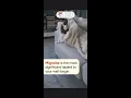 Download Lagu Don't Avoid Migraine Pain | Migraine Problem | Headache | Upasani Super Speciality Hospital | Mulund