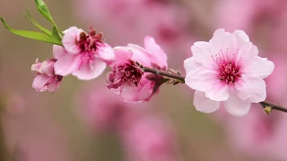 Kotodama Reiki EI EI KI 432 hz by Reiki Generation 3