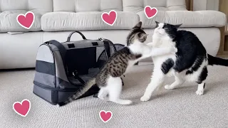 My Brother Came Back From The Vet Clinic!!!